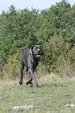 DOGUE ALLEMAND 025